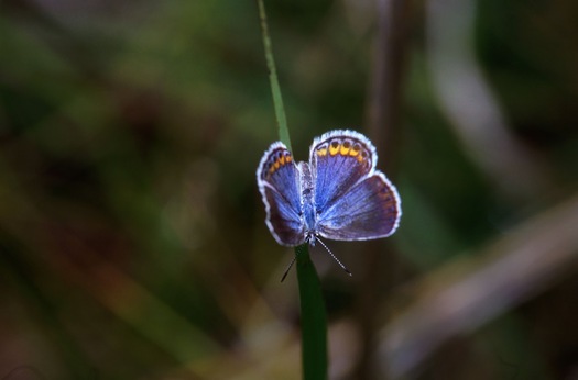 Minnesota's dwindling population of the Karner Blue butterfly soon could be gone, according to a new report. Credit: Endangered Species Coalition