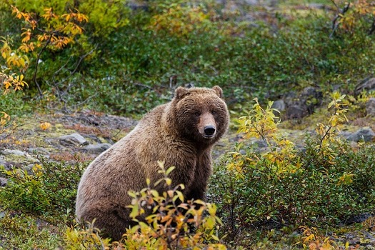 Grizzly bear. Credit: skeeze/pixabay