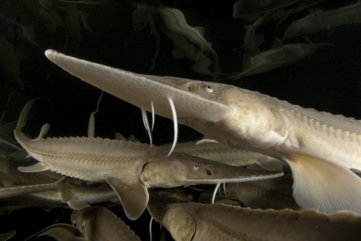 North Dakota's pallid sturgeon population is severely dwindling, according to a new report. Credit: Endangered Species Coalition