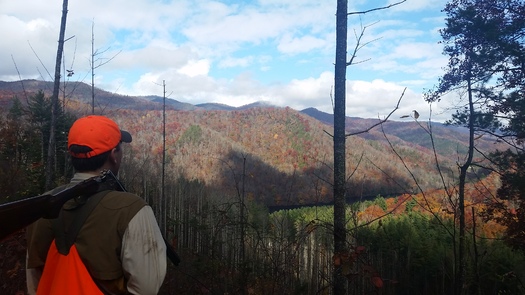 A ruffed grouse hunter is pictured on Cold Mountain Game Lands in Haywood County. Credit: John Culclasure 