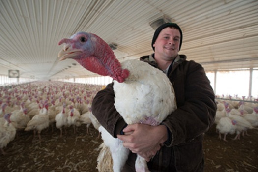 Despite losing more than 9 percent of the state's annual turkey population to avian flu this year, Iowans will find an abundant supply for holiday dinners. Courtesy: National Turkey Federation
