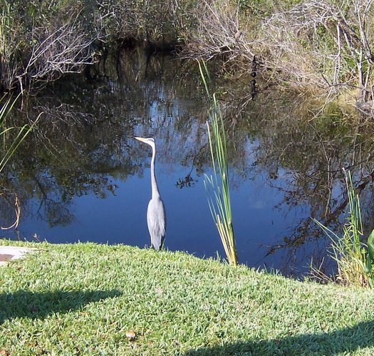 Dozens of environmental groups say they're thankful protections for Florida streams and wetlands remain in place. Credit: Bandini/morguefile.com