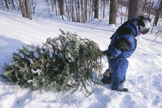 Selecting a tree from one of Iowa's 100 choose-and-harvest farms can involve even the youngest family member. Courtesy: Iowa Christmas Tree Growers Assn.