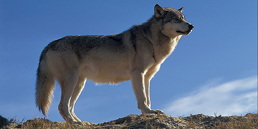 Wildlife advocacy groups give California's new draft Gray Wolf Conservation Plan mixed reviews.