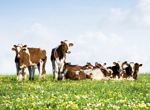 Climate change is likely to have far-reaching impacts on livestock and crops throughout the world, according to a new report. Credit: USDA