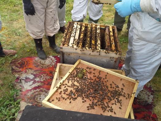 It will soon be easier for gardeners to make plant selections that are less likely to harm North Carolina's honeybee population. (Hiberianscribe/morguefile)