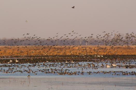 Conservationists say the EPA's new biofuel rules could lead to more croplands encroaching on wildlife habitats. (Sgarton/Morguefile.com)