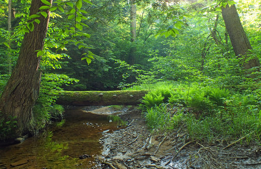 The Land and Water Conservation Fund helps maintain the Allegheny National Forest. (Nicholas A. Tonelli/Wikimedia Commons)