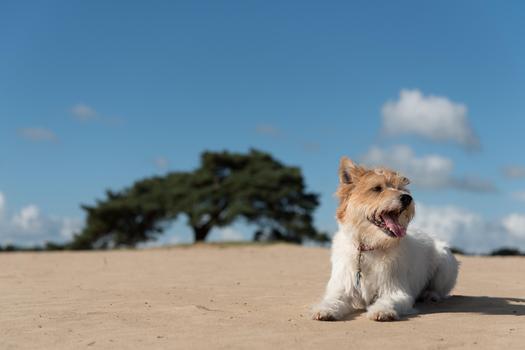 Michigan's animal protection laws are hailed in a new report. (hrikken/morguefile)