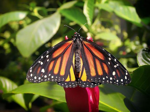 Texas mayors are pledging to make their cities a safe and welcoming landing spot for the Monarch butterfly. (Weimar Meneses/Wikimedia Commons)