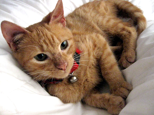 Nevada Humane Society volunteers are dressing like Santa and his elves and delivering shelter pets to their new homes on Dec. 24-25. (alvimann/morguefile)