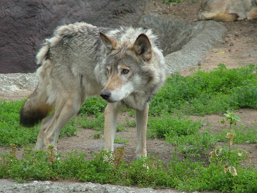 Three groups are asking that wolves be returned to Oregon's Endangered Species list. (jak/morguefile)