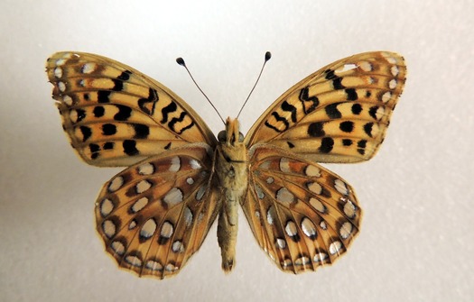 The Great Basin silverspot butterfly has been selected for a 12-month review for possible designation as an endangered species. (WildEarth Guardians)