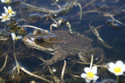 In Oregon, the spotted frog's range includes only a half-dozen counties and the species has long been considered a candidate for protection. (U.S. Fish and Wildlife Service)