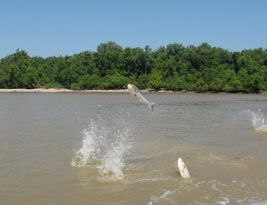 Two species of Asian carp could become abundant in Lake Erie and threaten the food web in all of the Great Lakes. (Todd Davis, U.S. Army Corps of Engineers/Flickr)