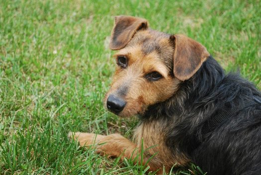 Of the 125,000 animals that end up in Indiana shelters, about 40 percent are euthanized. (Virginia Carter)