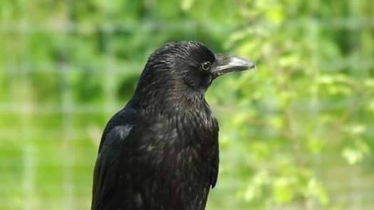 108 wildlife species, a quarter of them birds, are considered rare, threatened or endangered in Maryland and have been added to the action plan. (Badger Rose)