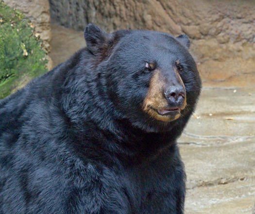 Theobromine, a chemical found in chocolate, can kill bears and other animals. (Greg Hume/Wikimedia)