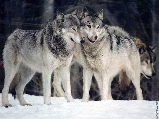 A petition is online to protect gray wolves on the perimeter of Yellowstone National Park. (Montana Fish, Wildlife and Parks)