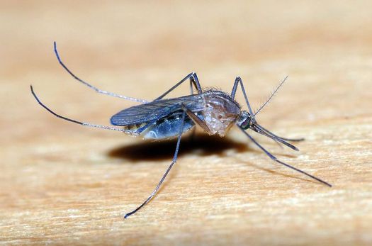 Public health officials say the Zika virus is transmitted by mosquitos. (Wikimedia Commons)