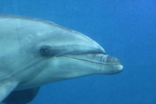 Conservation groups are criticizing aspects of a new proposed federal rule to protect captive marine mammals like dolphins. (Jade/morguefile) 