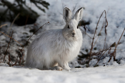 The snowshoe hare hasn't been seen in Maryland since the 1980s, and a new report says its habitat continues to shrink as a result of the changing climate. (Defenders of Wildlife)