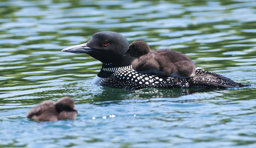 Taxpayers can help protect non-game species, including Minnesota's state bird, the common loon, by making a donation on their state income-tax forms. (iStockphoto)