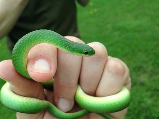 Conservation Groups Helping Midwest Animal Species / Public News Service