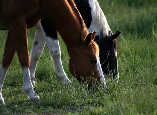 A New Mexico judge's order has blocked a Roswell company from opening a horse slaughterhouse. (sgarton/morguefile)