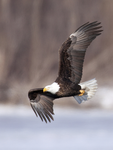 Illinois bird-lovers can take part in four free Eagle Day events in the state this weekend. (iStockphoto)