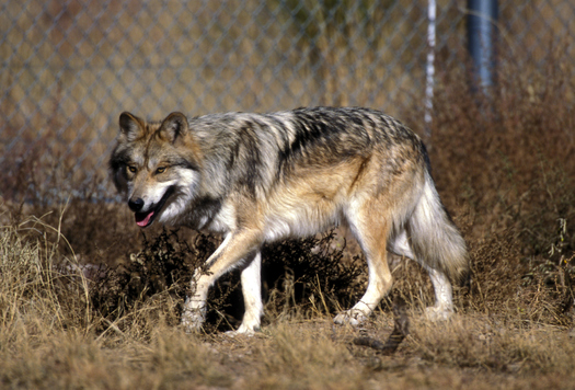 Federal Fish and Wildlife Service officials say two endangered Mexican wolves died during annual capture-and-count operations this year. (U.S. Fish and Wildlife Service)