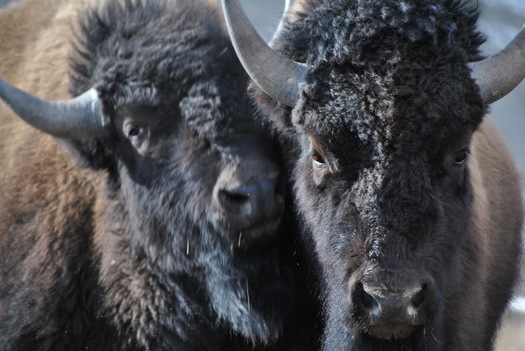 Protestors are marching in southeastern Montana all week to protest the planned slaughter of about 900 wild Yellowstone Bison by the National Park Service. (Buffalo Field Campaign)