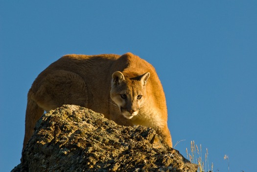 The Arizona Game and Fish Department says the state�s estimated population of 25-hundred to three-thousand mountain lions is not endangered or scarce. (Corinna Stoeffl/Pixabay)