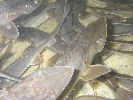 Conservation groups are fighting to remove a dam in Southeastern Montana in order to save the endangered pallid sturgeon. (U.S. Fish and Wildlife Service)
