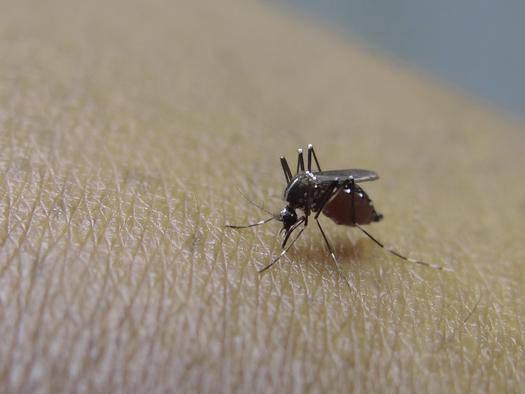 The first case of Zika virus is confirmed in Tennessee by the State Department of Health. (dodgertonskillhause/morguefile.com)