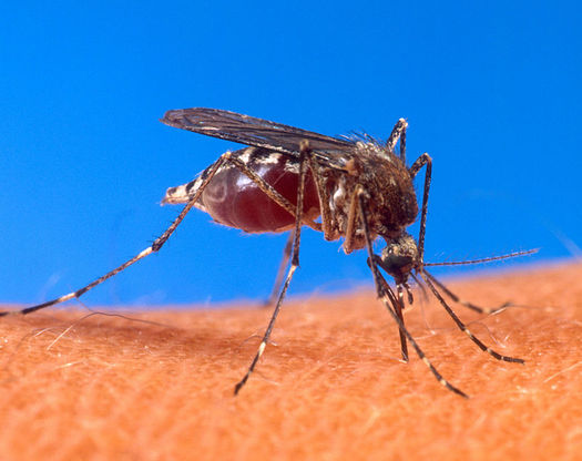 Zika virus carried by mosquitoes, like this one in tropical climates, has been linked to microcephaly, however there is no hard evidence proving the two are connected. (U.S. Department of Agriculture)