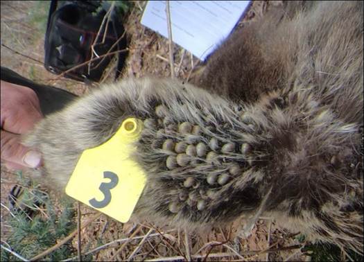 Tick infestations of ticks, such as these on the ear of a moose, are signs of trouble for New Hampshire wildlife.  (New Hampshire Fish and Game)