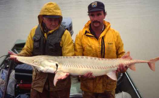 The endangered pallid sturgeon is being blocked from reaching its natural breeding grounds on the Yellowstone River. (Byrd Vernon/U.S. Fish and Wildlife Service)