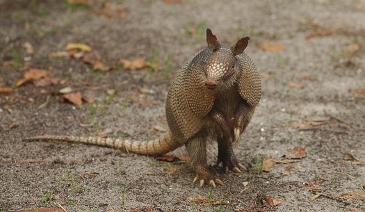 A new report says critters like the armadillo, native to the southern states, could make their way to Ohio and other northern states as a result of climate change. (Pixabay)
