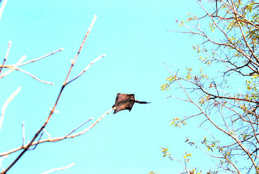 A new report shows how small creatures in Michigan, including the flying squirrel, are threatened by climate change. (Pratikppf/Wikimedia)