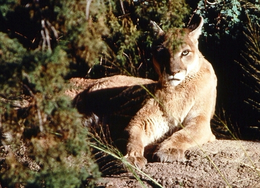 A mountain lion peers through the underbrush at the Capitol Reef National Park in South-Central Utah. (National Park Service)