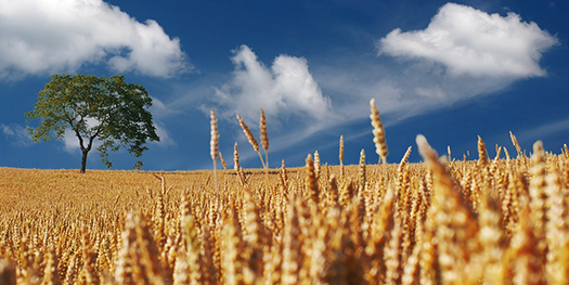 Montana's summer harvests could suffer if nothing is done to combat climate change, according to a new report. (Pixabay)