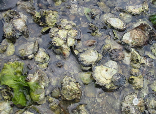 Oysters are only at 1 percent of historic levels in the Chesapeake Bay. (National Oceanic and Atmospheric Administration)