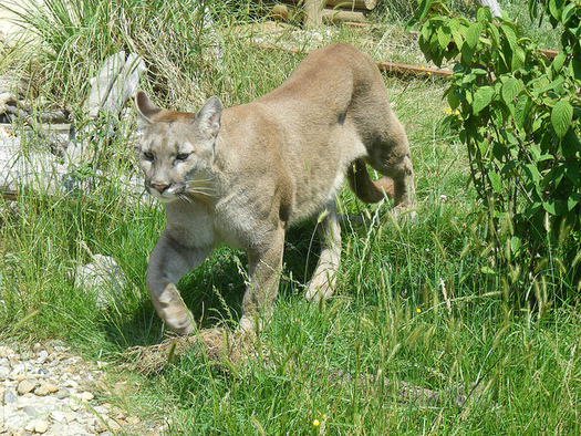 Cougars are an endangered species in Michigan. (Marie Hale/Flickr)