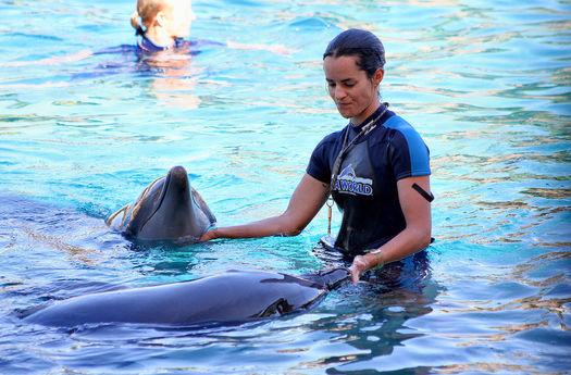 A trainer works with dolphins at a SeaWorld park. The company recently admitted that some of its employees infiltrated and spied on PETA activities. (Wikimedia Commons) 