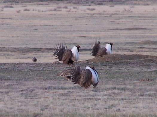 Conservation groups are suing federal agencies for better protections for the greater sage-grouse. (USFWS)