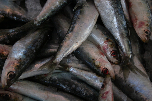 The sardine population is continuing to collapse, according to a new assessment by the National Oceanic and Atmospheric Administration.(jasonwebber01/morguefile)