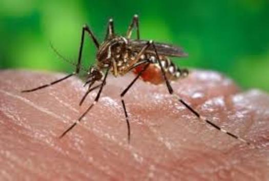 More cases of Zika virus continue to be diagnosed, but the Indiana Department of Public Health says there's not likely to be an outbreak here. (CDC)