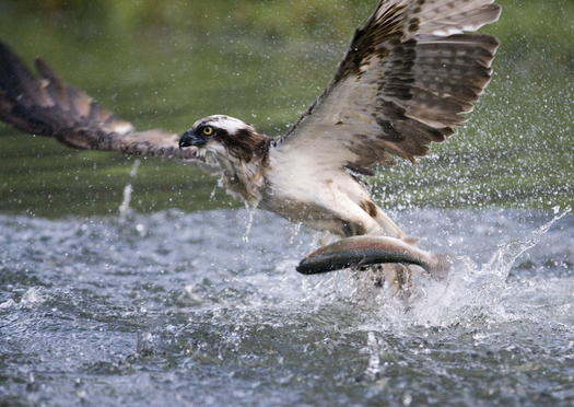 Millions of dollars are heading to Illinois wildlife projects, including saving the endangered osprey. (iStockphoto)