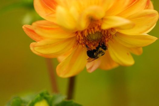 Pollinator species worldwide are under threat of extinction due to human activity, according to a new report. (Andrea Westmoreland/Wikimedia Commons)